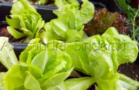 /album/projetos-executados/logo-alface-jpg/